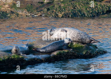 Seehund (Phoca Vitulina) - Seehunde Stockfoto