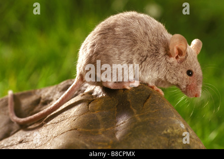 Hausmaus (Mus Musculus) auf einem Felsen Stockfoto