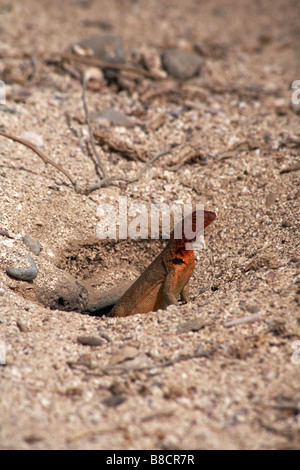 Lava Eidechse, Microlophus spp delanonis, Schwellen aus der Bohrung in der Sand in Punta Suarez, Espanola Island, Galapagos, Ecuador im September Stockfoto