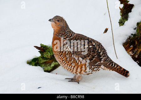 Auerhuhn (at Urogallus) - weibliche Auerhühner Auerhahn Stockfoto