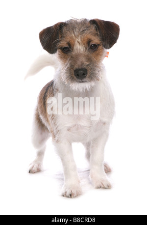 Parsons Jack Russell Terrier Hund stehend Studio Stockfoto