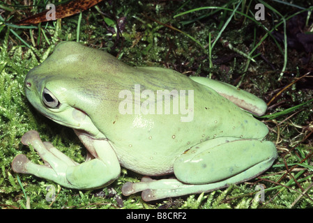 Litoria Caerulea, Australian Green Tree frog Stockfoto