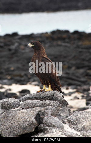 Galapagos Falke, Buteo galapagoensis, stehend auf Rock bei Chinesischen hat kleine Insel, Insel Santiago, Galapagos, Ecuador im September Stockfoto