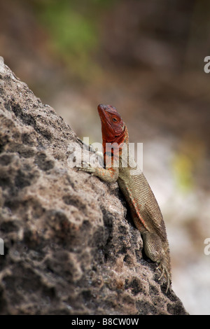 Lava Eidechse, Microlophus spp delanonis, Klettern auf einem Felsen an der Gardner Bay, Espanola Island, Galapagos, Ecuador im September Stockfoto