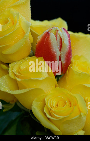 gelbe Rosen und eine rote Tulpe Stockfoto