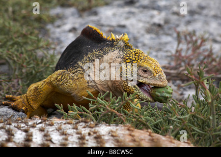 Land Iguana, Conolophus subcristatus, mit der Frucht einer Opuntia Kakteen in seinem Mund an South Plaza Islet, Galapagos, Ecuador im September Stockfoto