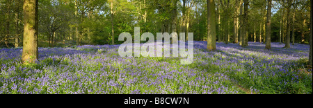 Einen Panoramablick über eine Feder Bluebell Holz in Blickling Norfolk, Großbritannien Stockfoto