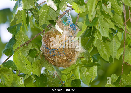 Baltimore Oriole Ikterus Galbula Illinois USA 21 kann Nest Icteridae Stockfoto