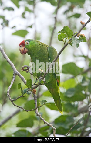 Rot-gekrönter Papagei Amazona Viridigenalis Pharr Texas USA 28 März Erwachsene Psittacidae Stockfoto