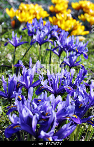 IRIS RETICULATA UND CROCUS CHRYSANTHUS EINGEBÜRGERT IN GRÜNLAND UNTER BIRKE BÄUME BETULA PENDEL Stockfoto