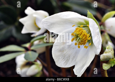 HELLEBORUS NIGER DIE CHRISTROSE Stockfoto