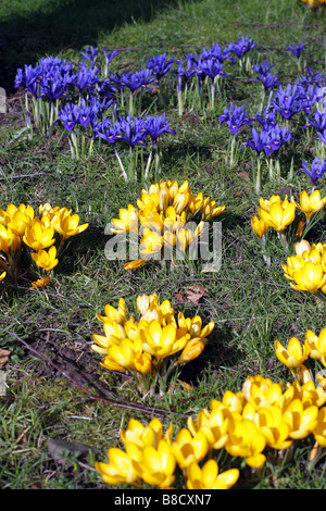 IRIS RETICULATA UND CROCUS CHRYSANTHUS EINGEBÜRGERT IN GRÜNLAND UNTER BIRKE BÄUME BETULA PENDEL Stockfoto