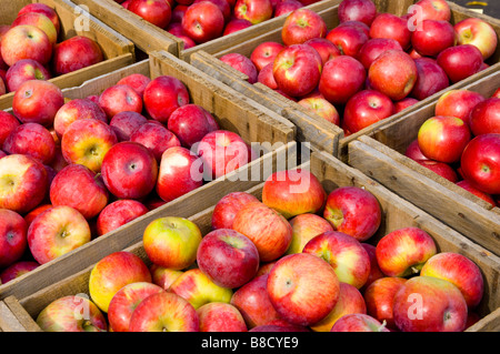 Nahaufnahme von Kisten mit roten Äpfeln bei McSherry s Obstgarten in Conway USA Stockfoto