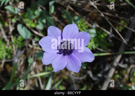 einzelne Blume eine lila Krone Anemone, Anemone Coronaria gefunden im Mittelmeerraum Stockfoto