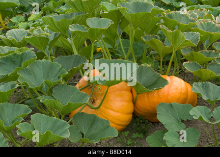 Kürbisse in Pumpkin Patch von vielen Blätter und Reben umgeben. Stockfoto