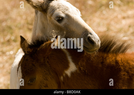 Zwei junge Mustang Fohlen interlock spielerisch ihre Köpfe. Stockfoto