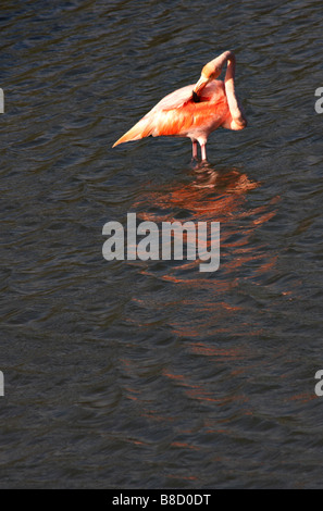 Mehr Flamingo, Phoenicopterus ruber, in Punta Moreno, die Insel Isabela, Galapagos, Ecuador im September Stockfoto