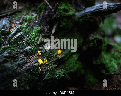Gefallenen Log im Wald Waldboden Moos auf Log gefallen Baum nach dem Regen Stockfoto