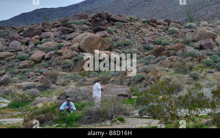 Feld Botaniker, Glorietta Canyon, Anza Borrego, CA 090215 33889 Stockfoto