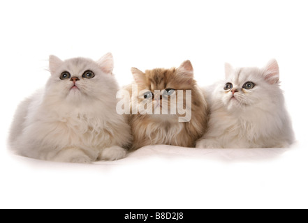 Drei Perser Kätzchen Verlegung Studio Stockfoto