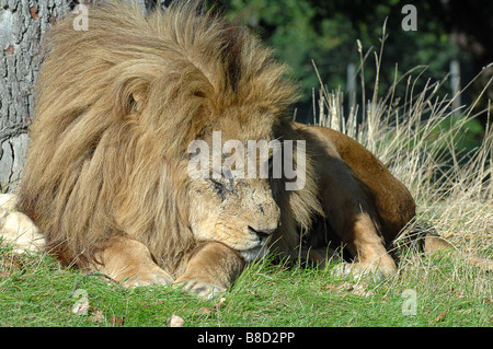 Lion Rast in Woburn Safari Park bedfordshire Stockfoto