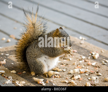 Eine schwangere Frau Fuchs Baum Eichhörnchen frisst Erdnüsse Stockfoto