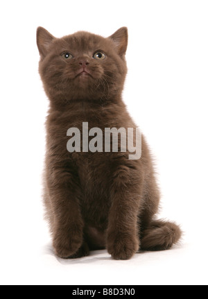 Britisch Kurzhaar Kätzchen sitzen Studio Stockfoto
