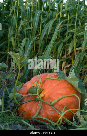 Kürbis in Pumpkin Patch mit Mais im Hintergrund. Stockfoto