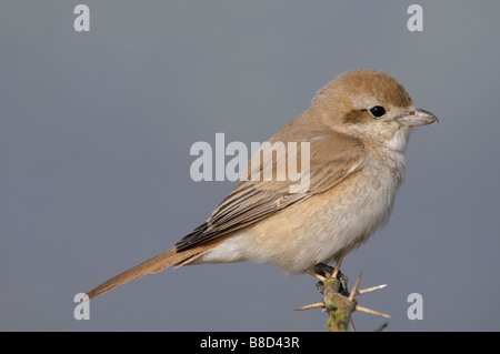 weibliche isabellinische Shrike Lanius Isabellinus sitzt auf einem Dornbusch Stockfoto