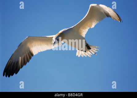 Tölpel, Parc national de l ' Ile-Bonaventure-et-du Rocher-Perce, Gaspesie Region, Quebec Stockfoto