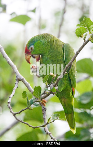 Rot-gekrönter Papagei Amazona Viridigenalis Pharr Texas USA 28 März Psittacidae Stockfoto