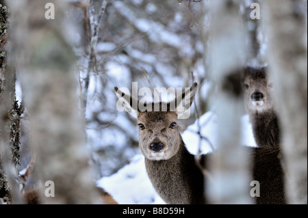 Red Deer Hinterbeine Cervus Elaphus Nahrungssuche Winter Schottland Großbritannien Europa Schnee Bäume Wald Laubbäumen Birke Geweih Hunger not Stockfoto