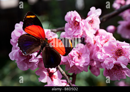 Rote und schwarze Schmetterling auf Kirschblüten Stockfoto