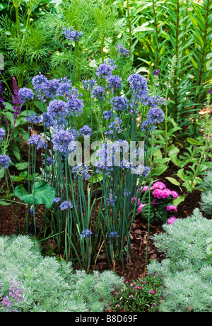 Allium Caeruleum/Allium Azureum (blauer Globus Zwiebel) Bloms im Frühsommer Garten; sieht gut aus mit Pflanzen mit Silber Laub. Stockfoto