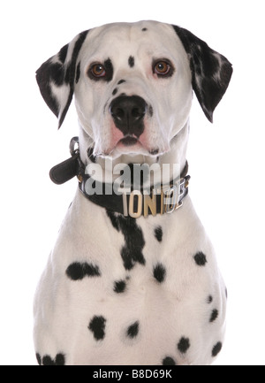 Dalmatiner-Portrait-Studio Stockfoto