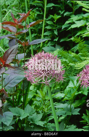 Abgerundete Starbursts von) Allium Christophii (Synonym Allium Albopilosum) (Stars of Persia) blühen im Frühsommer Garten. Stockfoto