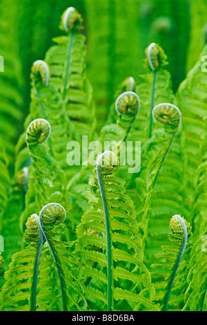 Keimhaft Wedel, Fiddle Köpfe, (Matteuccia Struthiopteris-Strauß Farn) Stockfoto