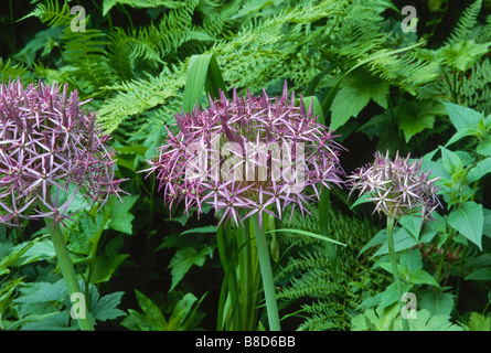 Abgerundete Starbursts von) Allium Christophii (Synonym Allium Albopilosum) (Stars of Persia) blühen im Frühsommer Garten. Stockfoto