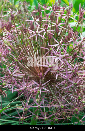 Abgerundete Starbursts von) Allium Christophii (Synonym Allium Albopilosum) (Stars of Persia) blühen im Frühsommer Garten. Stockfoto