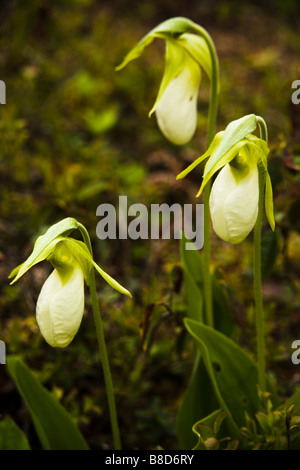 Seltene weiße m Pink Lady Slipper Wildblumen, Nerz-Insel, Neuschottland Stockfoto