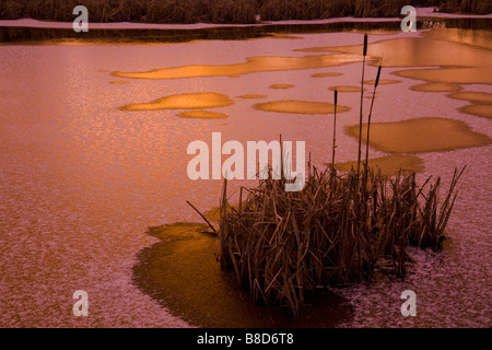 Stier stürmt Eis Muster Teich Sonnenuntergang, Waverley, Nova Scotia Stockfoto