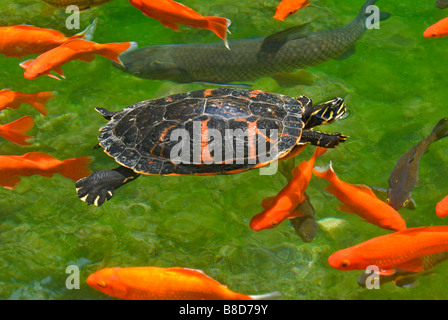 Roten Bauch, Red-Bellied Schildkröten schwimmen im Teich mit Aka Muji Vielzahl von Koi-Karpfen, Colorado. (Weder sind heimisch in Colorado) Stockfoto