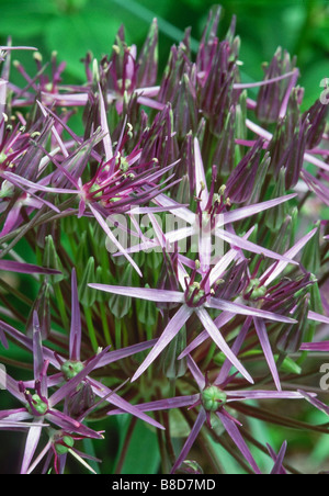 Abgerundete Starbursts von) Allium Christophii (Synonym Allium Albopilosum) (Stars of Persia) blühen im Frühsommer Garten. Stockfoto