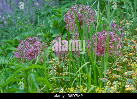 Abgerundete Starbursts von) Allium Christophii (Synonym Allium Albopilosum) (Stars of Persia) blühen im Frühsommer Garten. Stockfoto