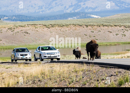 stehender Verkehr auf der Autobahn durch Hayden Valley im Yellowstone National Park Stockfoto