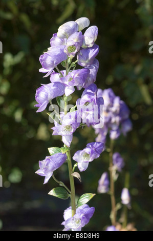 Blaue Herbstblumen Eisenhut Aconitum Carmichaelii, China Stockfoto