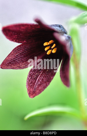 Nördlichen Reis Root (Fritillaria Camschatcensis) Stockfoto