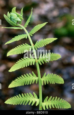 Zimt-Farn (Osmunda Cinnamomea) Stockfoto