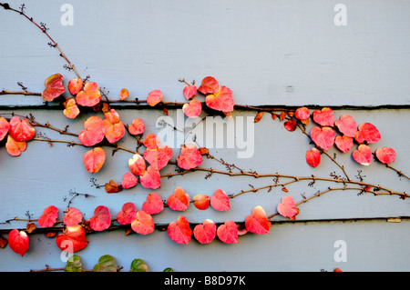Leuchtend rote Herbstrebenblätter, die eine hellblaue Holzwand bedecken, schaffen ein wunderschönes saisonales Muster. Stockfoto
