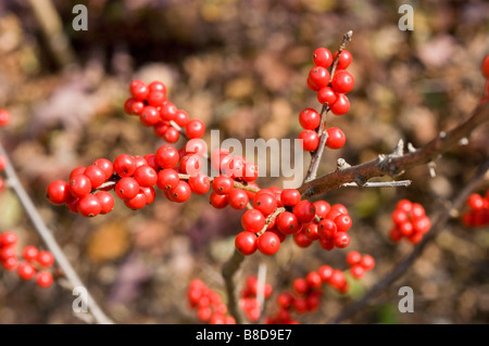 Roter Herbst Beeren des Winterberry - Ilex Verticillata var Maryland Schönheit, Phellinaceae Stockfoto